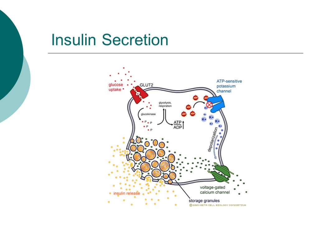 Insulin Secretion